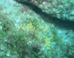 Ciocalypta polymastia