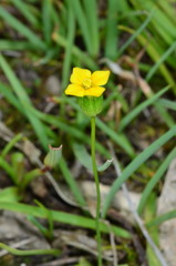 Cicendia quadrangularis