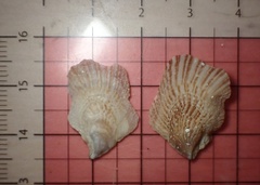 Isognomon perna