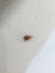 Coleoptera