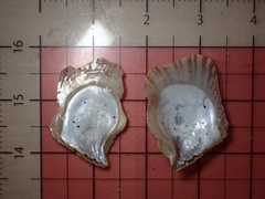 Isognomon perna