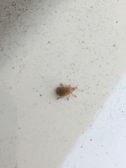 Coleoptera