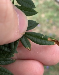 Phytoliriomyza jacarandae