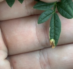 Phytoliriomyza jacarandae