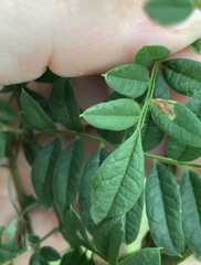 Phytoliriomyza jacarandae