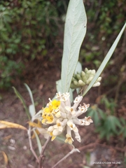 Edgeworthia gardneri
