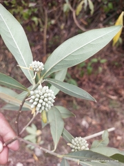 Edgeworthia gardneri