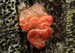 Ditangium cerasi