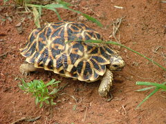 Psammobates oculifer