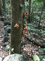 Dysoxylum parasiticum