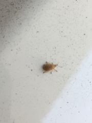 Coleoptera
