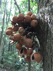 Dysoxylum parasiticum