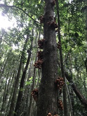 Dysoxylum parasiticum