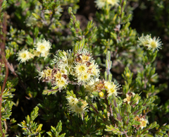 Kunzea muelleri