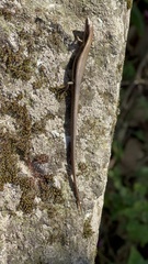 Scincella formosensis