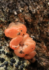 Ditangium cerasi