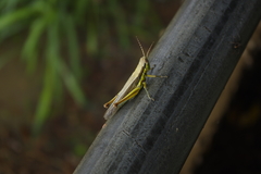 Bermius odontocercus