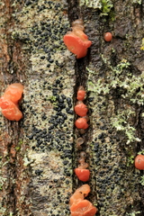 Ditangium cerasi