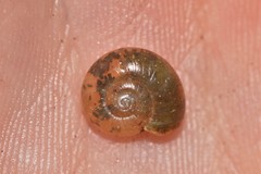 Rhytididae