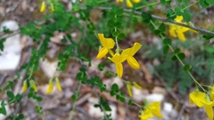 Cytisophyllum sessilifolium
