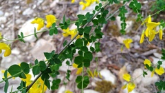 Cytisophyllum sessilifolium
