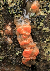 Ditangium cerasi