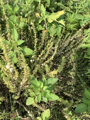 Pollichia campestris