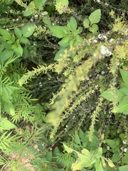 Pollichia campestris