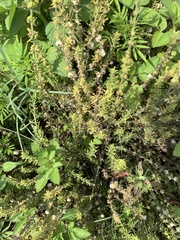 Pollichia campestris