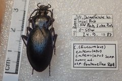 Carabus catenulatus