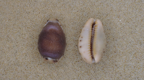 photo of Yellow-toothed Cowrie (Erronea xanthodon)