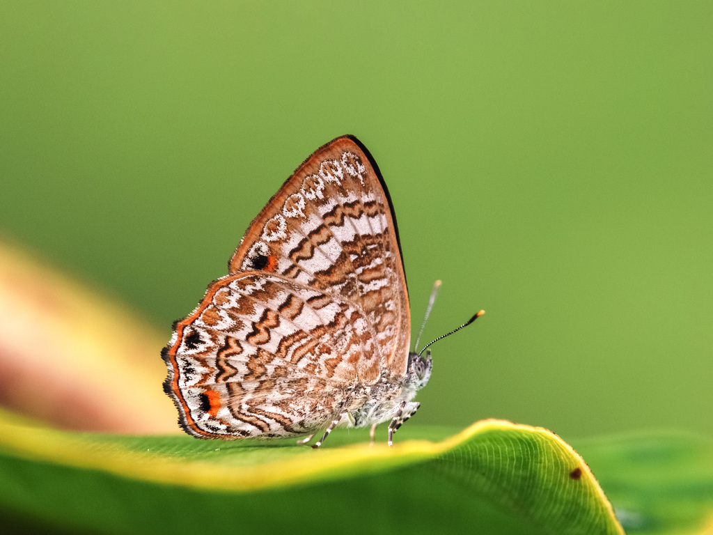 Poritia phama