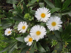 Celmisia holosericea