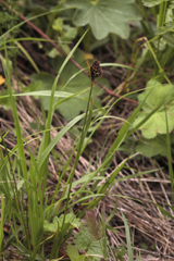 Luzula stenophylla