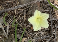 Xenostegia tridentata