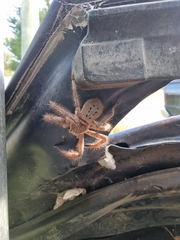 Isopeda canberrana