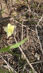 Xenostegia tridentata