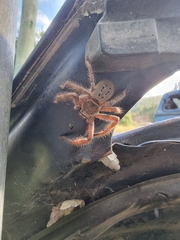 Isopeda canberrana