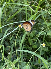 Danaus chrysippus