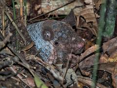 Cabassous unicinctus