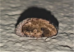 Paracroria griseocincta