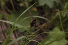 Luzula stenophylla