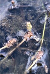 Potamogeton ochreatus