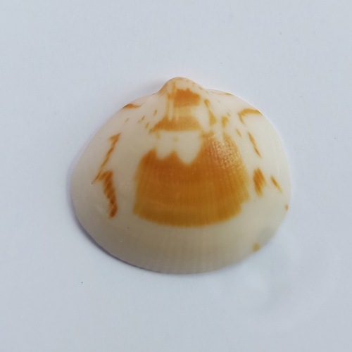 Glycymeris taylori