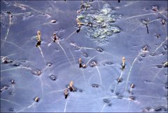 Potamogeton ochreatus