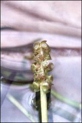 Potamogeton ochreatus
