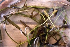 Potamogeton ochreatus
