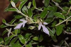 Teucrium fruticans