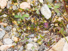 Lycaena caerulea