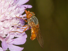 Rhingia rostrata